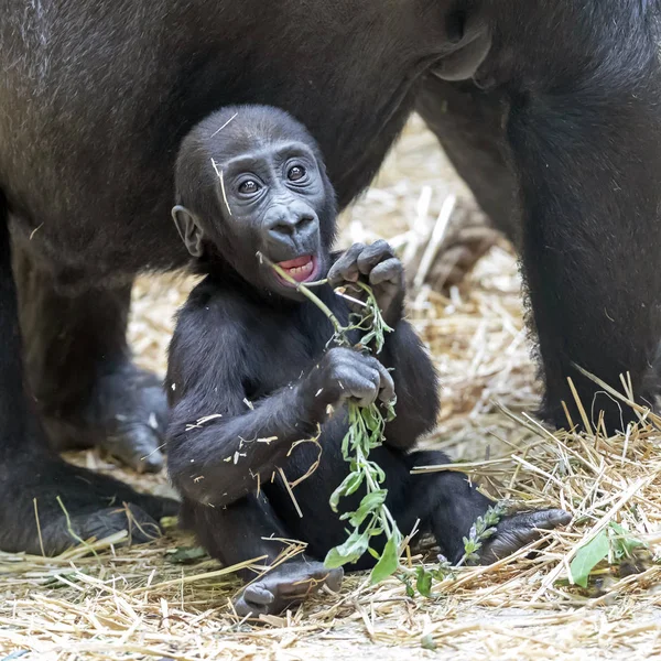 Niedliche Gorilla Baby Portrait — Stockfoto