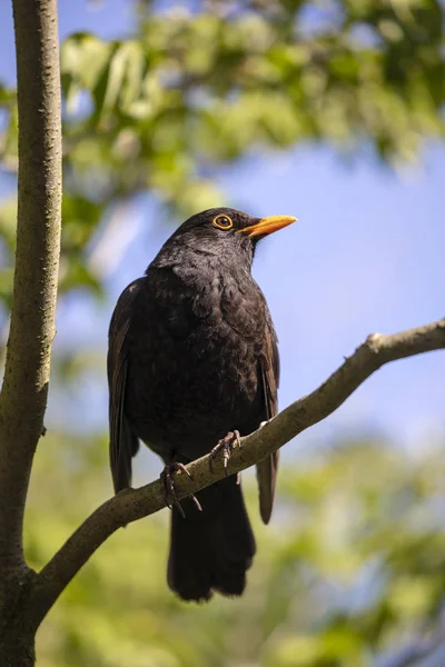 Bel Oiseau Noir Sur Fond Gros Plan — Photo