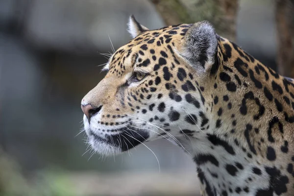 Closeup portrait of Jaguar on blurred background