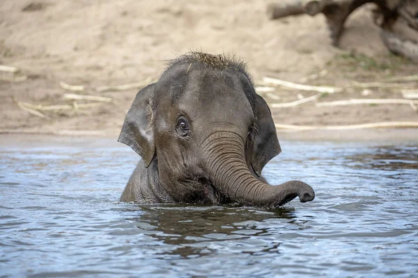 Lindo Bebé Elefante Vista — Foto de Stock