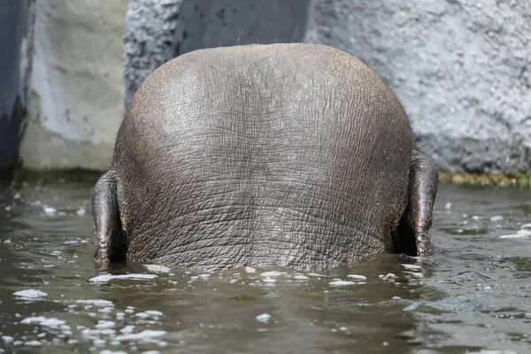 Hinterkopf Eines Männlichen Indischen Elefanten Wasser — Stockfoto