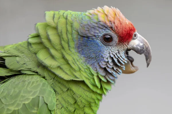 Nahaufnahme Von Wilden Bunten Rotschwanzamazonen Papageien — Stockfoto