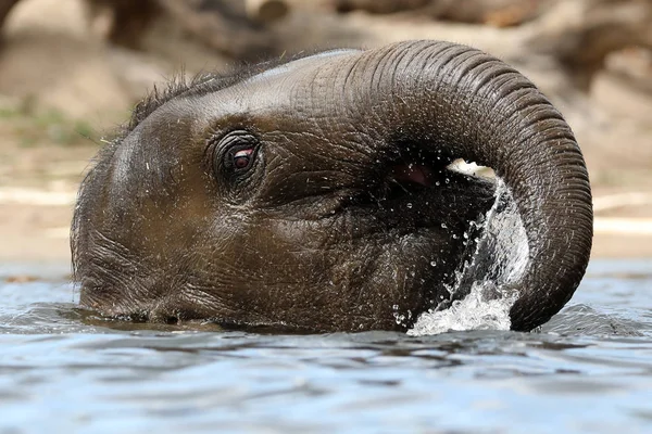 Lindo Bebé Elefante Vista — Foto de Stock