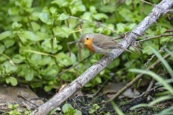 Primo Piano Uccello Pettirosso Europeo — Foto Stock