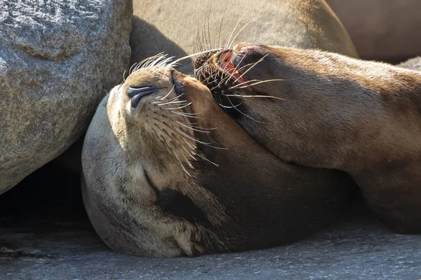 Schattig Uitzicht Zeeleeuw — Stockfoto