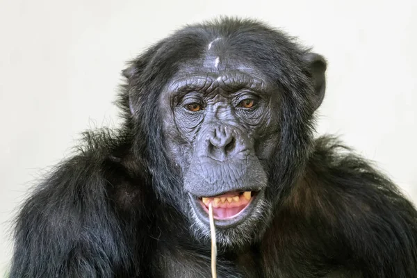 Retrato Chimpancé Vista Naturaleza — Foto de Stock