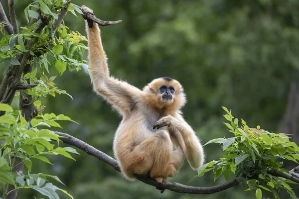 Amarillo Mejillas Gibbon Madre Vista Naturaleza — Foto de Stock