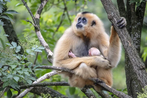 Amarelo Cheeked Gibbon Mãe Com Criança — Fotografia de Stock