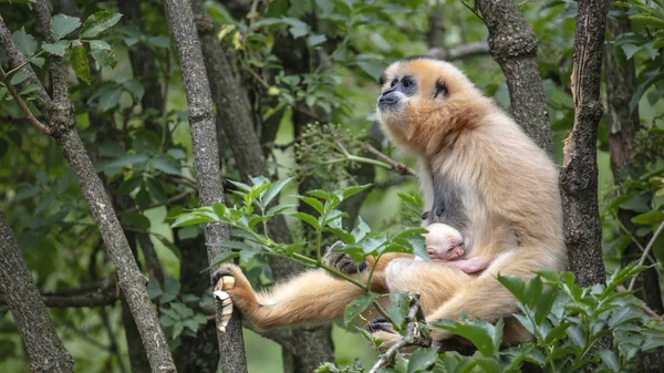 Geel Wang Gibbon Moeder Met Kind — Stockfoto