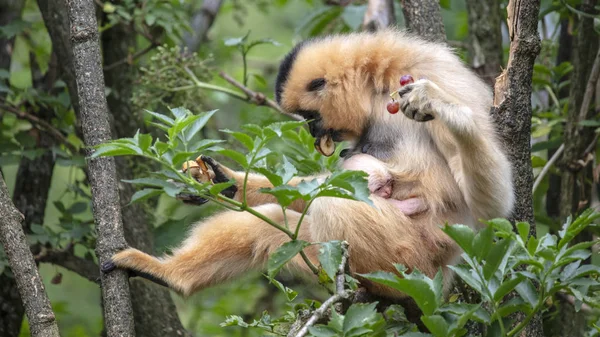 Żółtopoliczkowa Gibbon Matka Dzieckiem — Zdjęcie stockowe