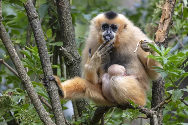 Žluté Líce Gibbon Matka Dítětem — Stock fotografie