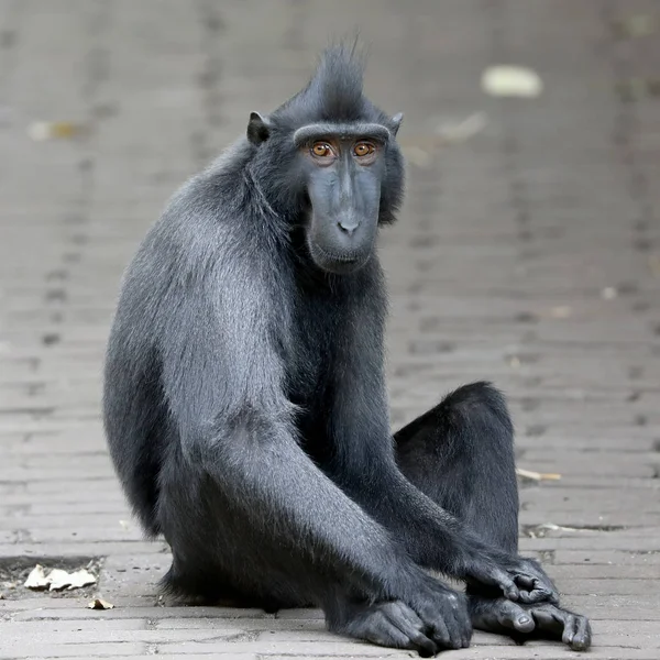Crested Macaque Tle Zbliżenie — Zdjęcie stockowe