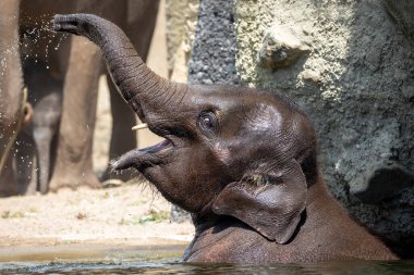 Suda oynayan filin yakın görüntüsü.