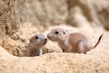 Cynomys ludovicianus, kumların üzerinde dinlenen sevimli kemirgenler..