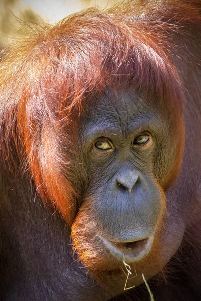 Fluffy monkey portrait with bright sunshine.