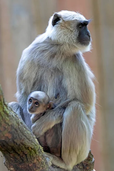 Monos Lindos Familia Sentado Árbol — Foto de Stock