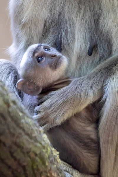 Cute Małpy Rodziny Siedzi Drzewie — Zdjęcie stockowe