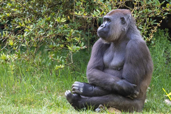 Šimpanz Sedí Zelené Trávě — Stock fotografie