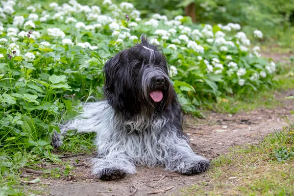 Schapendo Dutch Sheepdog Cute Fluffy Pet Laying Green Grass — стоковое фото