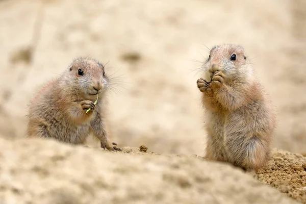 Cynomys Ludovicianus Rongeurs Mignons Reposant Sur Sable — Photo