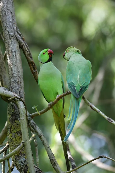 Зелені Тропічні Папуги Сидять Дереві — стокове фото