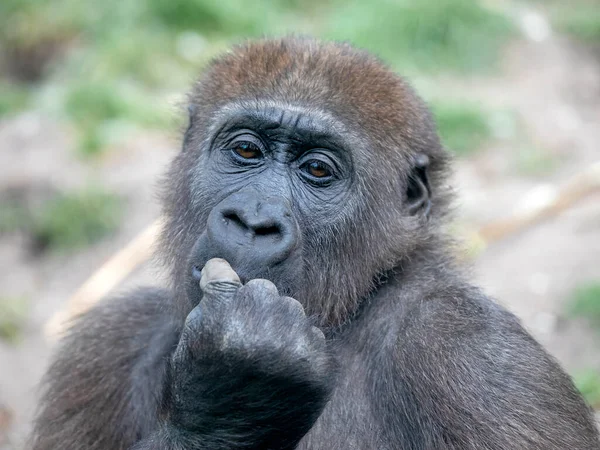 Ein Junges Gorillaweibchen Großaufnahme Wildes Tier — Stockfoto