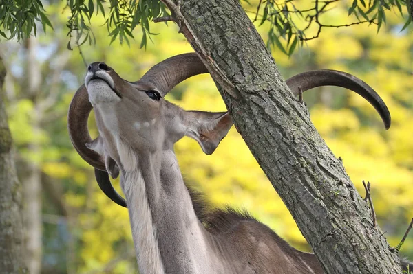 Grande Kudu Tragelaphus Strepsiceros Comendo Folhas Árvores — Fotografia de Stock