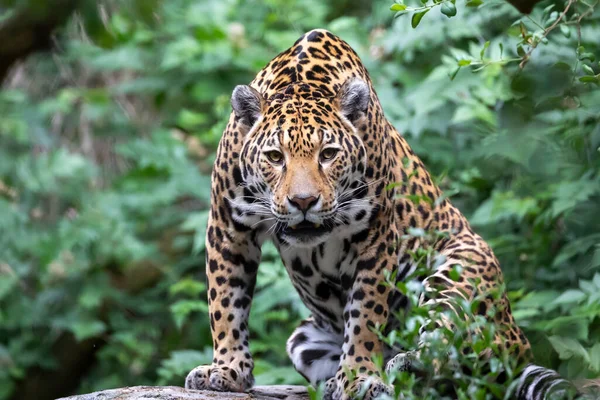 Jaguar Panthera Onca Retrato Primer Plano —  Fotos de Stock