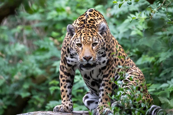 Jaguar Panthera Onca Portrait Rapproché — Photo