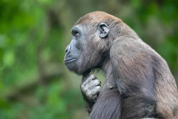 Jeune Gorille Gros Plan Portrait Animal Sauvage — Photo