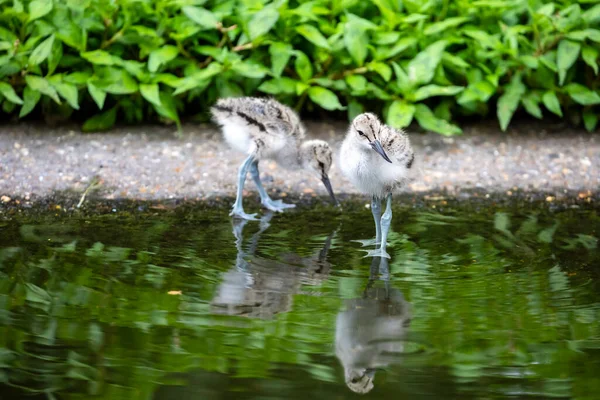 Recurvirostra Avosetta Schattige Vogels Eten Insecten Vijver — Stockfoto