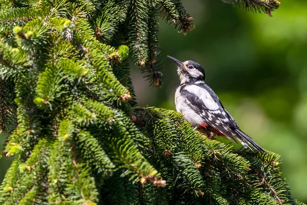 Woodpecker Sitting Fir Tree — Stock Photo, Image
