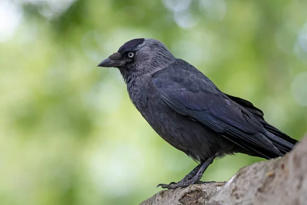 Small Black Bird Sitting Tree — Stock Photo, Image