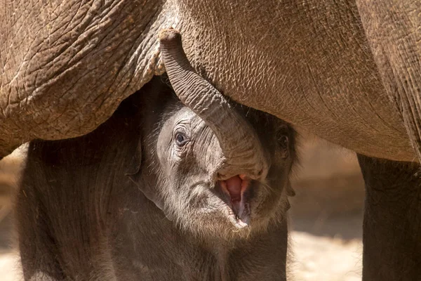 Niedliches Kalb Der Nähe Von Elefantenmutter — Stockfoto