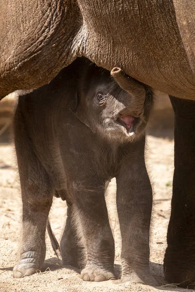 Fil Ananın Yanında Şirin Bir Buzağı — Stok fotoğraf