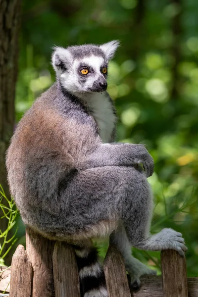 Lemur Catta Sitting Wooden Fence — Stock Photo, Image