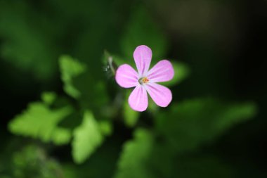 Yeşil yapraklı yabani pembe çiçek