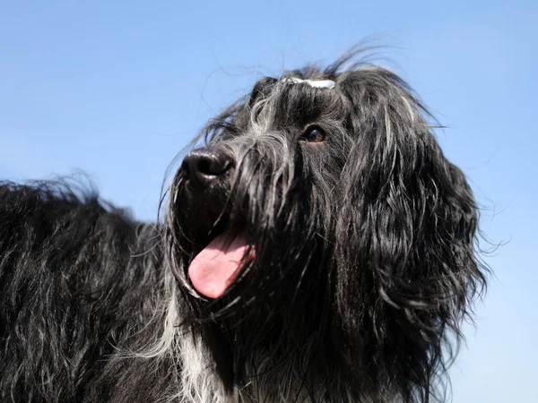 Schapendoes Perro Pastor Holandés Con Fondo Cielo Azul — Foto de Stock