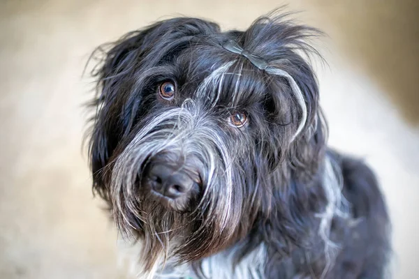 Шапендо Голландская Овчарка Милый Портрет Собаки — стоковое фото