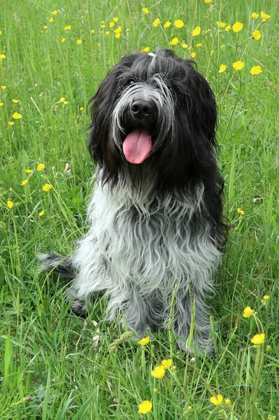 Schapendoes Dutch Sheepdog Sitting Green Grass Yellow Flowers — Stock Photo, Image