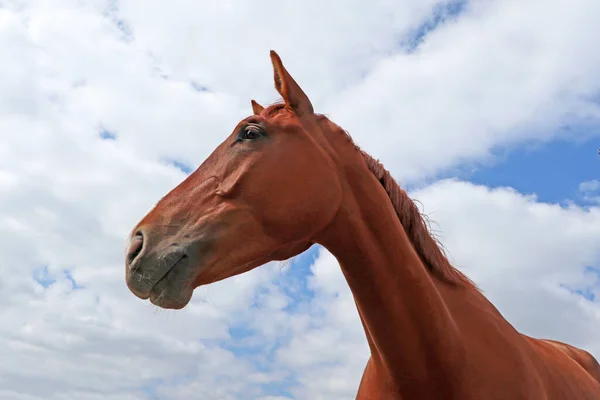 Bulutlu Arkaplanda Kırmızı Atın Portresi — Stok fotoğraf