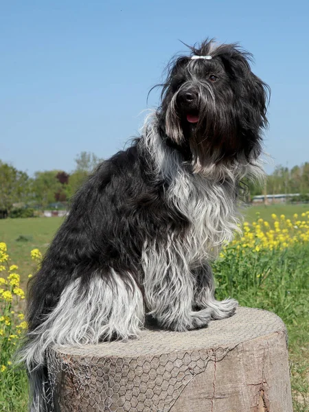 Schapendo Eller Holländska Sheepdog Sitter Stubbe Blomma Fält — Stockfoto