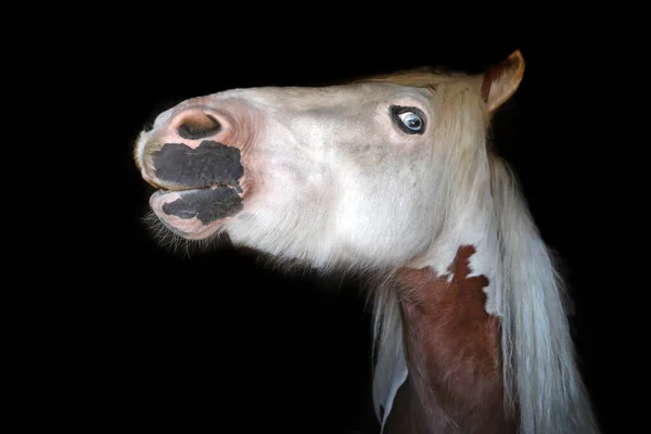 黒の背景に馬の頭を撃たれた — ストック写真