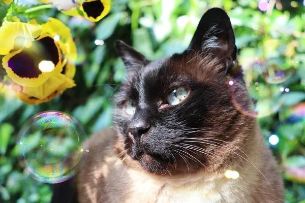 Gato Siamês Com Bolhas Flores Fundo Verde — Fotografia de Stock