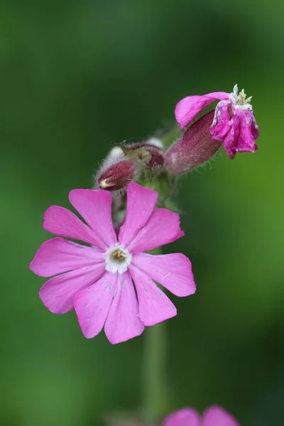 紫色の花を咲かせます — ストック写真