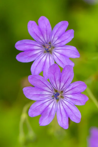 Μοβ Λουλούδια Θολή Πράσινο Φόντο — Φωτογραφία Αρχείου