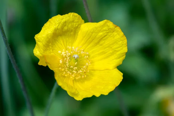 Cropped View Yellow Flower — Stock Photo, Image