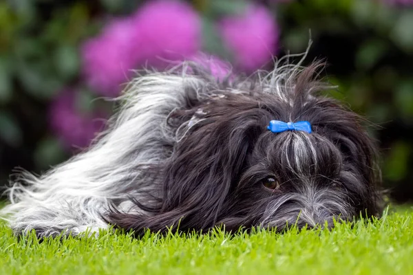 シャペンドやオランダのシープドッグ かわいいペットは緑の芝生の上に寝そべって — ストック写真