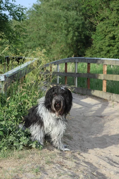 Schapendoes Dutch Sheepdog Sitting Park Wooden Bridge — Stock Photo, Image