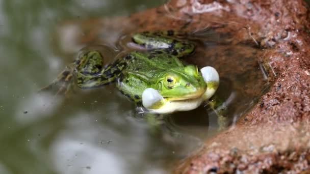 Pelophylax Lessonae Πράσινο Βάτραχος Κάθεται Λακκούβα — Αρχείο Βίντεο